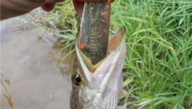 Новое поступление Блесны Nord Water's Карелия