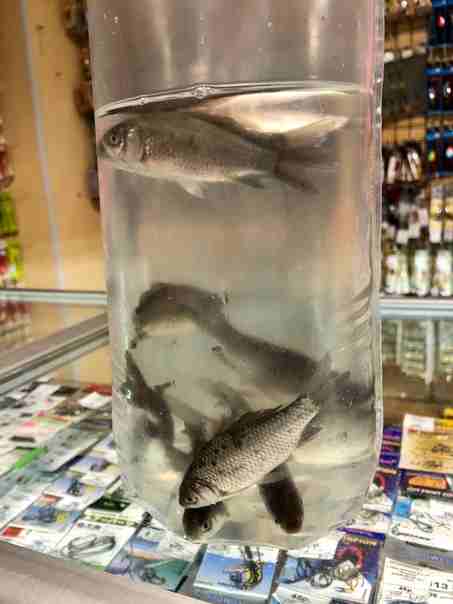 Карась ( живая наживка )