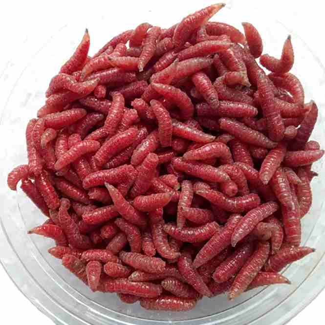 Опарыш красный ( банка )