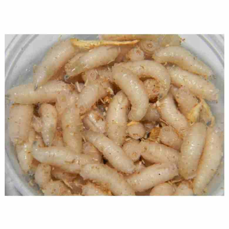 Опарыш белый КРУПНЫЙ ( банка )