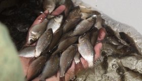 ЖИВАЯ НАЖИВКА